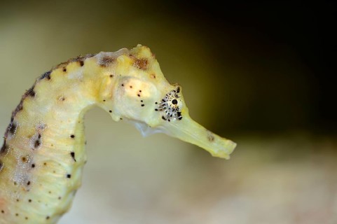 Portrait of a Long-snouted seahorse (Hippocampus guttulatus)