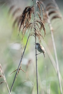 Sedge warbler (Acrocephalus schoenobaenus), Lower Saxony, Germany, Europe