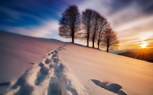 Footprints in fresh snow on a hill with a row of trees in winter, backlight, AI generated, AI