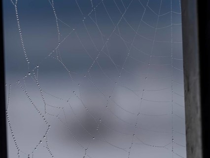Dewdrops on a spider's web, near Frauenberg, Sausal, Styria, Austria, Europe