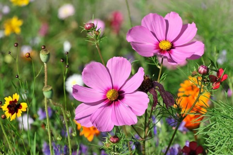 Mexican aster (Cosmea bipinnata), Schwaebisch Gmuend, Baden-Wuerttemberg, Germany, Europe, Two