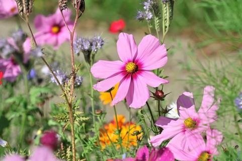 Mexican aster (Cosmea bipinnata), Schwaebisch Gmuend, Baden-Wuerttemberg, Germany, Europe, Pink