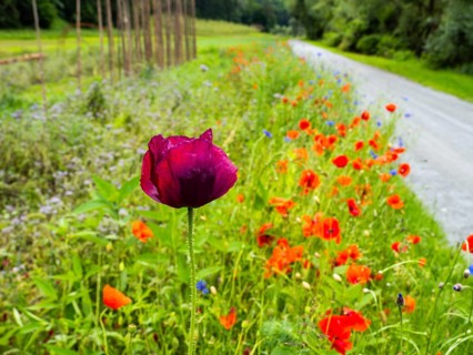 Poppy field in bloom, cornflowers in between, Sausal cycle path, near Heimschuh, Styria, Austria,