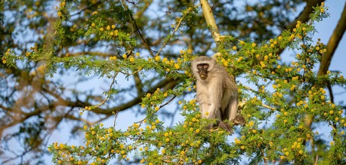 Southern vervet monkey (Chlorocebus pygerythrus) sitting in a flowering tree, eating yellow flowers