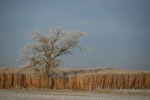 Frosty tree and reed in a wintry landscape, Frosty winter time in the early morning on fields and