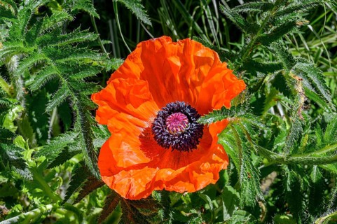 Oriental poppy (Papaver orientale), Allgaeu, Bavaria, Germany, Europe