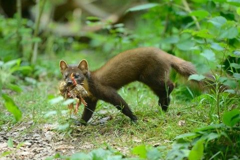 Close-up of a European pine marten (Martes martes) youngster in a forest in early summer