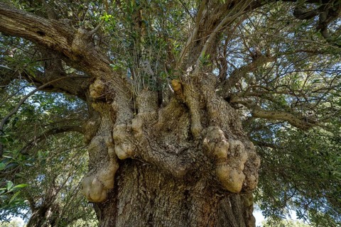 Old olive tree near Lun, island of Pag, Zadar, Dalmatia, Croatia, Europe
