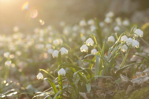 Spring Snowflake (Leucojum vernum) blossoms in a forest on a sunny evening in spring