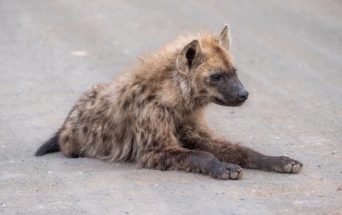 Spotted hyenas (Crocuta crocuta), adult, sitting on the road, Kruger National Park, South Africa,