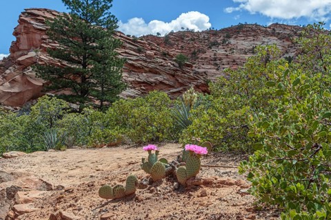 Prickly pear cactus blooming in Zion National Park, Utah, United States of America, USA, North