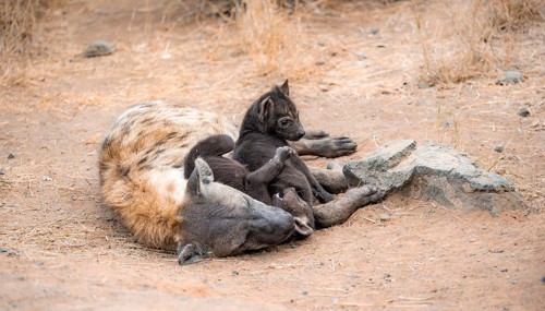 Spotted hyenas (Crocuta crocuta), adult female cuddling with cubs, lying down, Kruger National