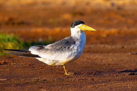 Large-billed Tern (Phaetusa simplex) Pantanal Brazil