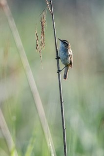 Sedge warbler (Acrocephalus schoenobaenus), Lower Saxony, Germany, Europe