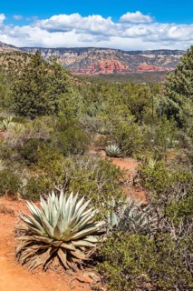 Century plants along the Devil's Bridge Trail in Sedona, Arizona, United States of America, USA,