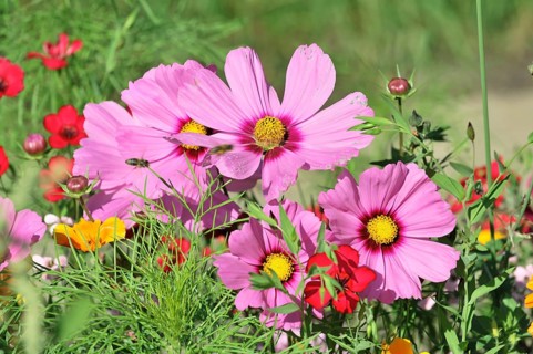 Mexican aster (Cosmea bipinnata), Schwaebisch Gmuend, Baden-Wuerttemberg, Germany, Europe, Various