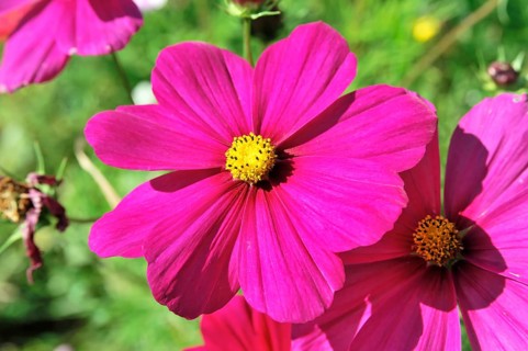 Jewellery basket, cosmea (Cosmea bipinnata), Schwaebisch Gmuend, Baden-Wuerttemberg, Germany,