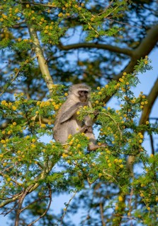 Southern vervet monkey (Chlorocebus pygerythrus) sitting in a flowering tree, eating yellow flowers