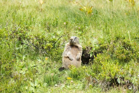 Alpine marmot (Marmota marmota), Allgaeu Alps, Allgaeu, Bavaria, Germany, Europe