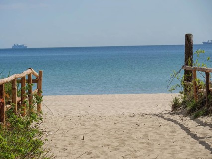 A sandy path leads to the sea, lined by a wooden fence and clear sky, Green trees on a Baltic beach