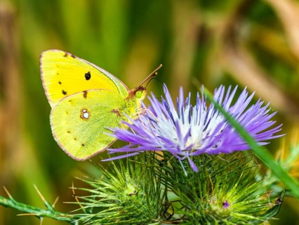 Clouded Yellow, Colias croceus, butterfly, Albania, Europe