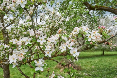 Apple (Malus domestica) blossom in a garden in spring, Bavaria, Germany, Europe