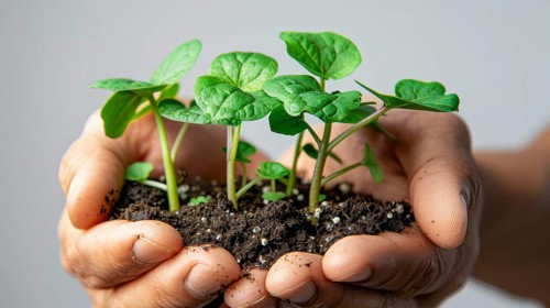 Two hands holding green seedlings in soil