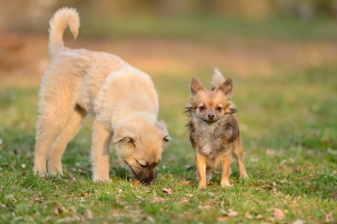 Close-up of a Chihuahua dog in a garden with another mixed breed dog in spring