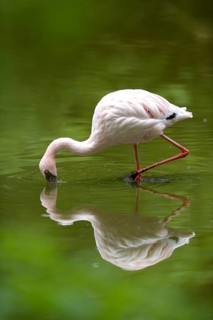 Close-up of a Lesser Flamingo (Phoenicopterus minor) in a little pond
