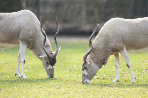 Close-up of an addax (Addax nasomaculatus) in a zoo in spring