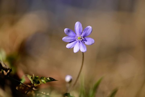 Close-up of a Common Hepatica (Anemone hepatica) blossom in a forest on a sunny evening in spring