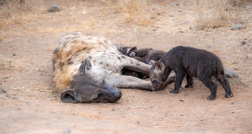 Spotted hyenas (Crocuta crocuta), adult female with cubs, lying down, suckling her cubs, Kruger