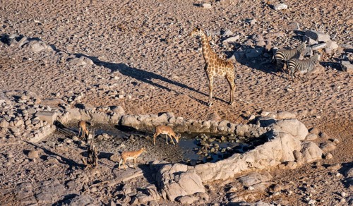 Impalas (Aepyceros melampus) nd angolan giraffe (Giraffa giraffa angolensis) casting long shadows,