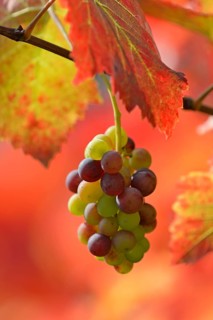 Vine, grapevine, branch with grape umbel and red vine leaves in sunlight, Moselle,