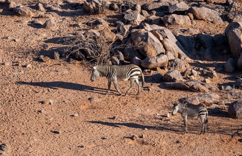 Hartmann's mountain zebras (Equus zebra hartmannae) between rocks, casting long shadows, adult and