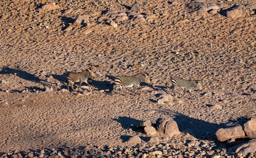 Three hartmann's mountain zebras (Equus zebra hartmannae) in the sand, from above, Hobatere