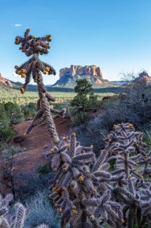 Flowering cholla cacti in an open valley in Sedona, Arizona, United States of America, USA, North