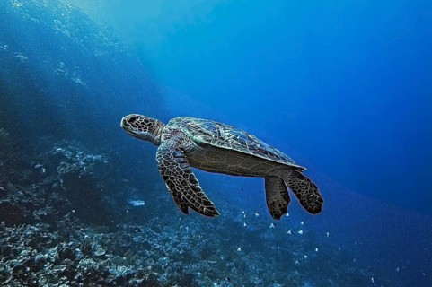Green turtle, green turtle (Chelonia mydas), Wakatobi Dive Resort, Sulawesi, Indonesia, Asia