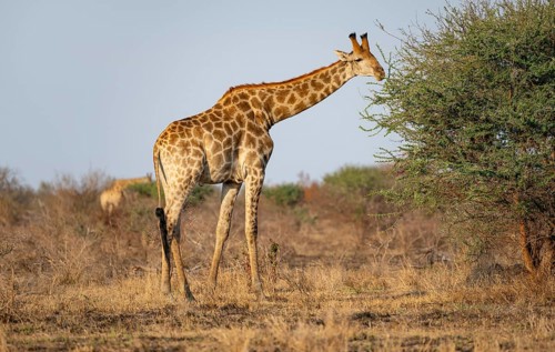 Southern giraffe (Giraffa giraffa giraffa), eating leaves of an acacia tree, in the evening light,