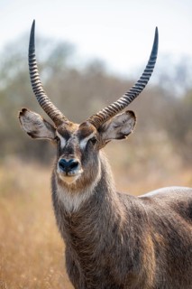 Ellipsen waterbuck (Kobus ellipsiprymnus), adult male, animal portrait, Kruger National Park, South