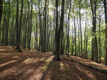 Carpet of leaves covers the forest floor while the light shines through tree trunks and casts long