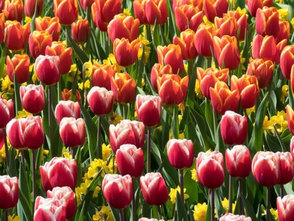 A lush collection of red and yellow tulips in full bloom with green leaves in spring, many