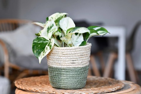 Small tropical 'Epipremnum Aureum Manjula' pothos houseplant in flower pot on table in living room