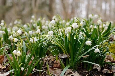Field of Spring Snowflakes (Leucojum vernum) in a forest, Bavaria, Germany, Europe