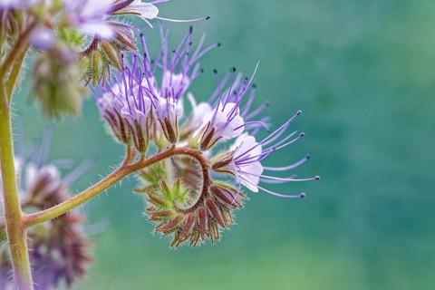 Spiral arrangement of purple flowers in close-up against a blurred background, lacy phacelia