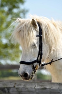 Detailed view of an Icelandic horse with head, mane, mop of hair and equipped with reins, bridle