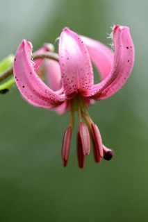 Close-up of a Martagon or Turk's cap lily (Lilium martagon) in a forest in spring