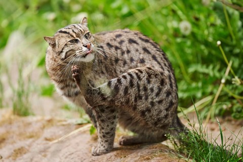 Close-up of a fishing cat (Prionailurus viverrinus) in spring