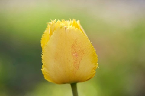 Close-up of a garden tulip (Tulipa spec.) blossom in spring