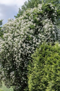 Tufted rose (Rosa multiflora), Emsland, Lower Saxony, Germany, Europe
